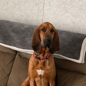 Meet your Posher, Penny